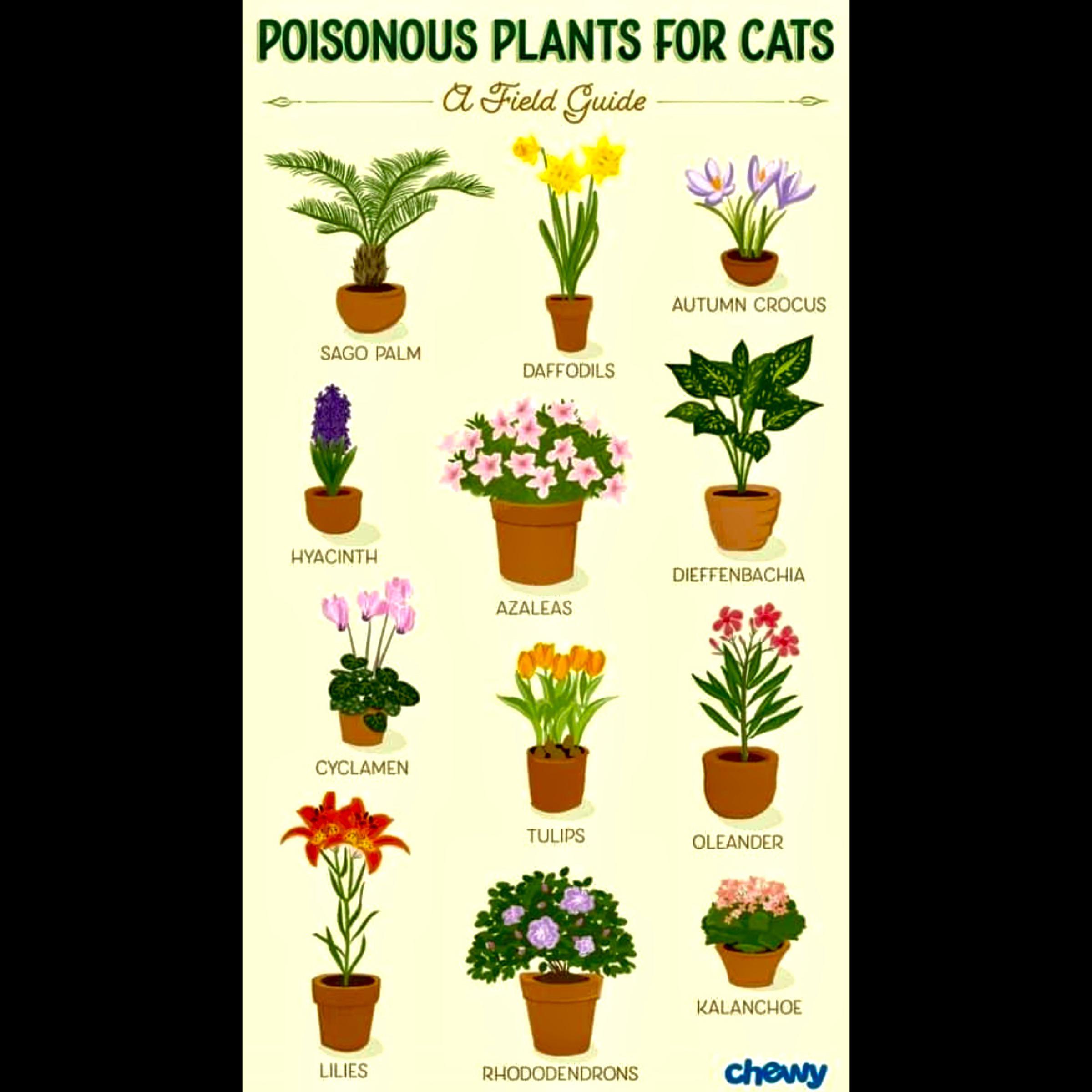 Poisonous plants for cats